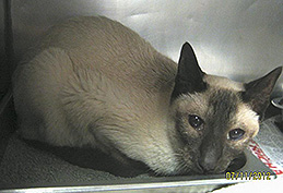 Mr. Bibbles in NJ